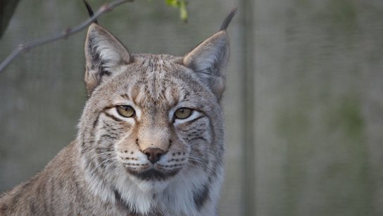 Tiergarten Luchs