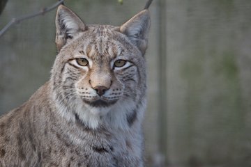 Tiergarten Luchs
