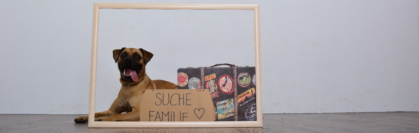 Hund Marley sucht eine Familie