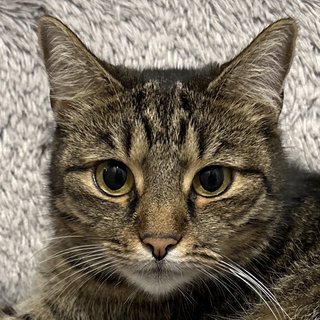 Foto von Leni; Katze