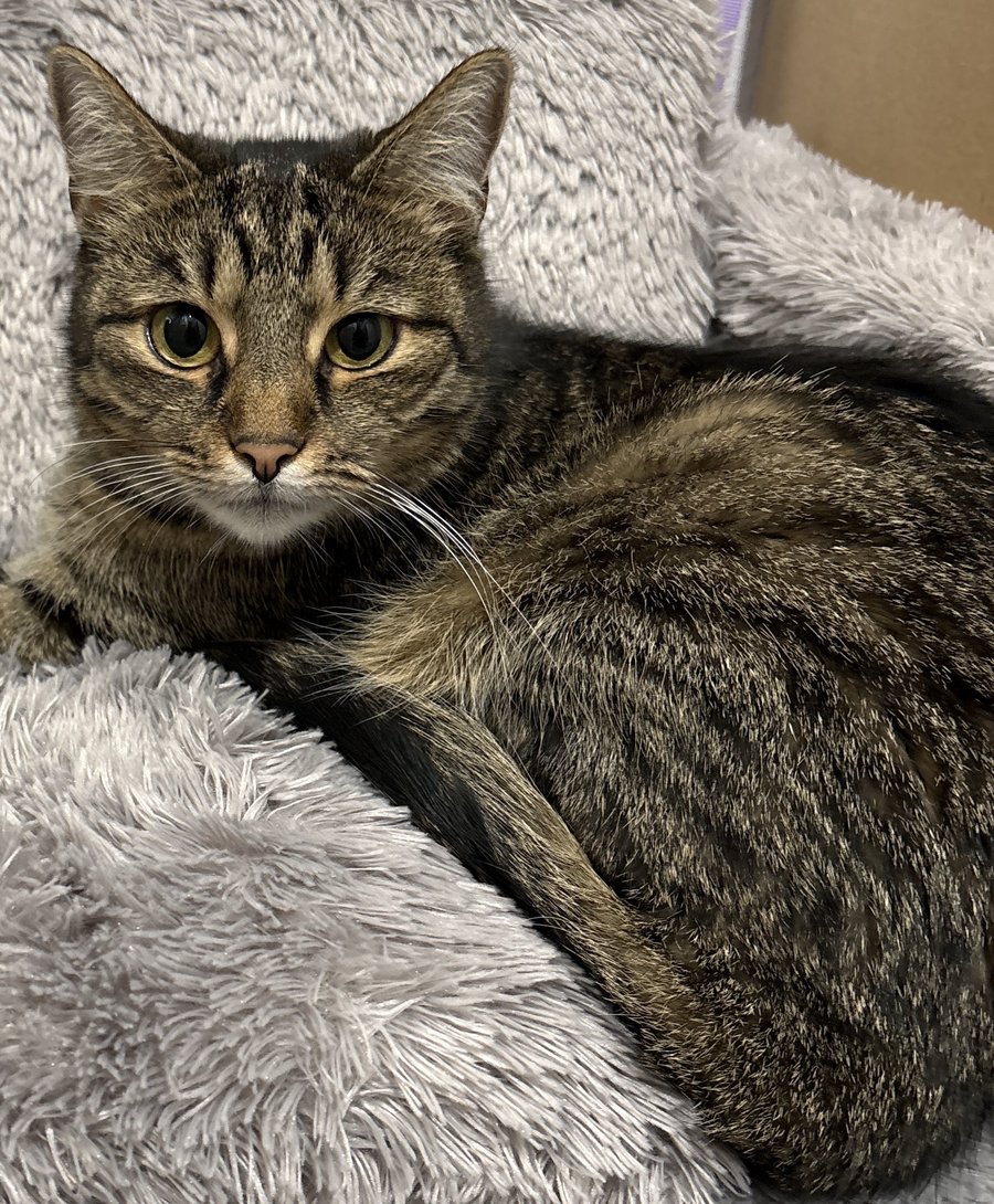 Foto von Leni; Katze