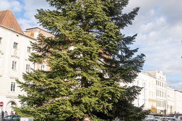 Weihnachtsbaum Rathaus