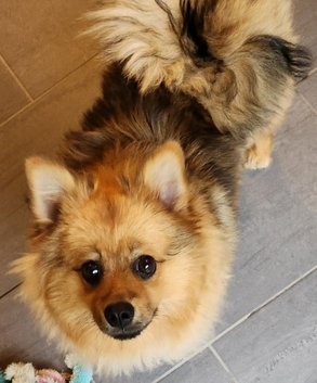 Foto von Shakira; Hund