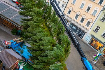 Weihnachtsbaum 2022