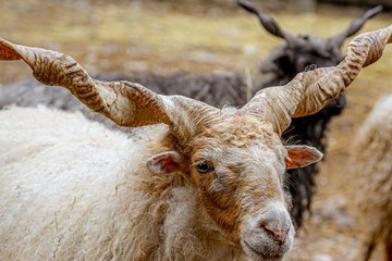 Tiergarten Zackelschafe