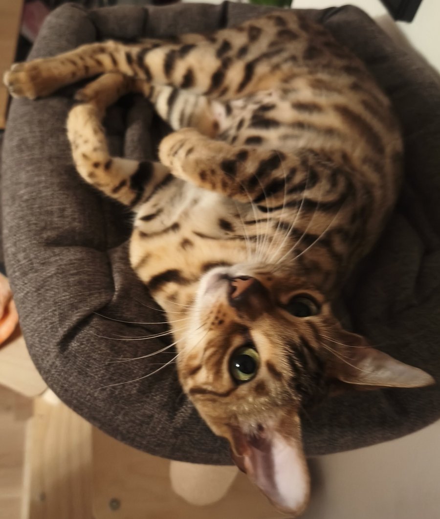 Foto von Ashoka; Katze