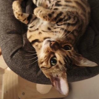 Foto von Ashoka; Katze