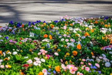 Stadtgärtnerei Frühlingsblumen Volksgarten