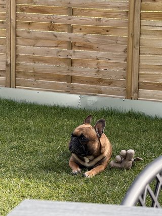 Foto von Bulldogge Louis