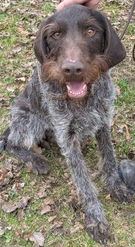 Foto von Treff; Hund