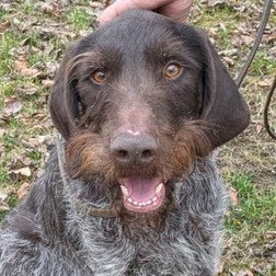 foto von Treff; Hund