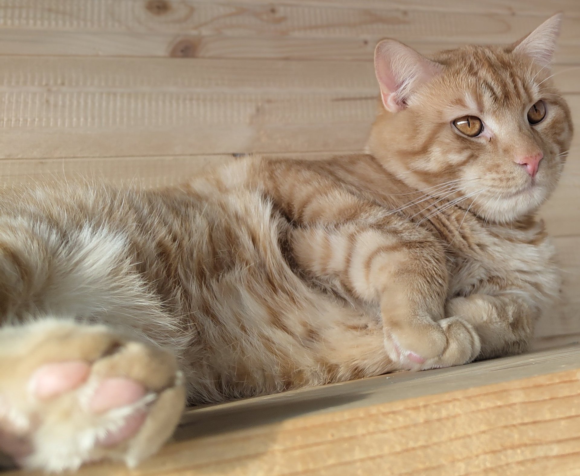 Foto von Jimmy; Katze