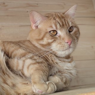 Foto von Jimmy; Katze