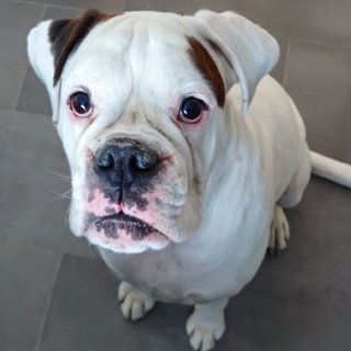 Foto von Ramiro; Hund