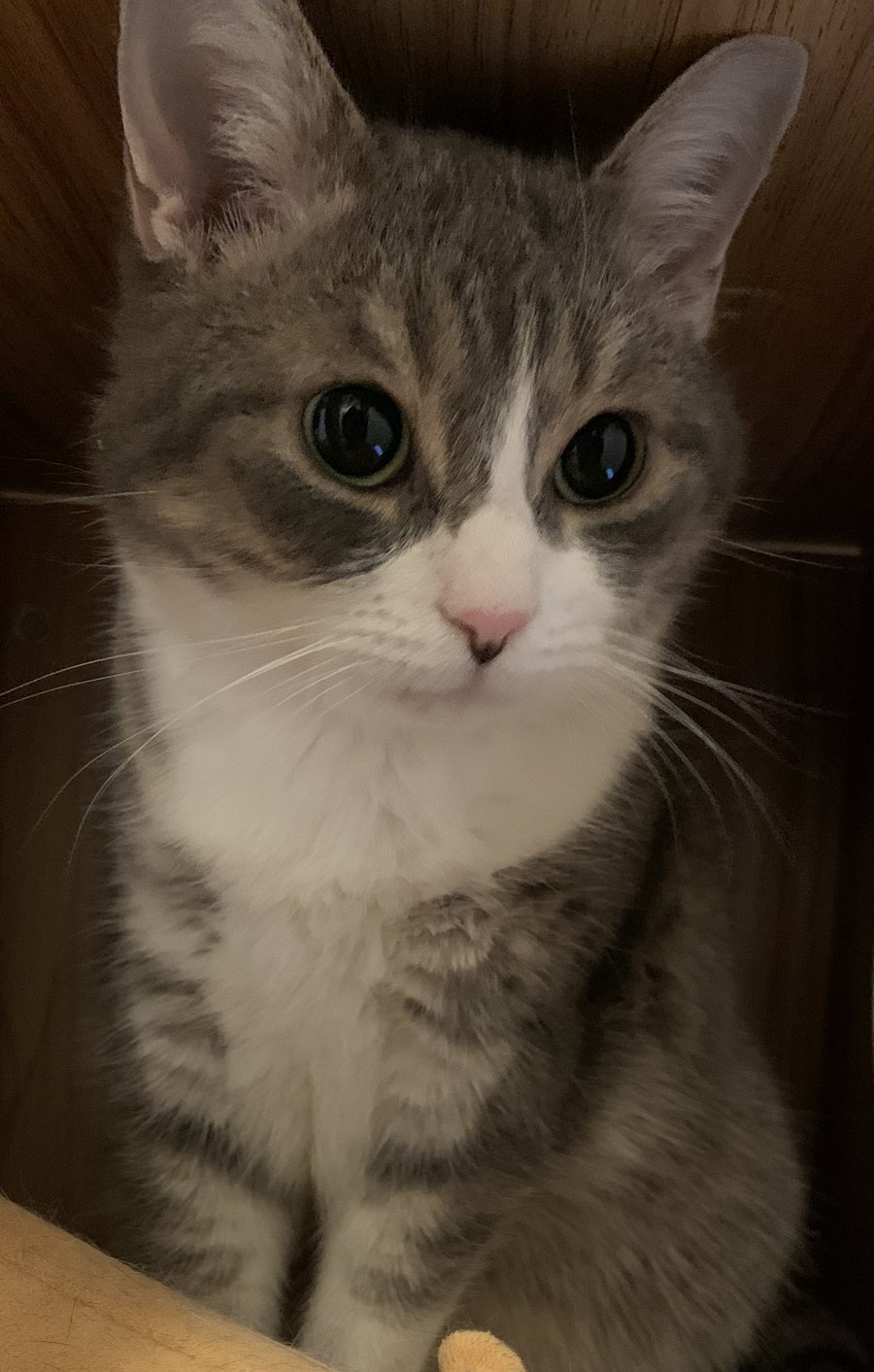 Foto von Felix; Katze