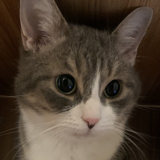 Foto von Felix; Katze