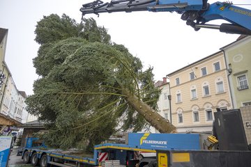 Weihnachtsbaum 2022