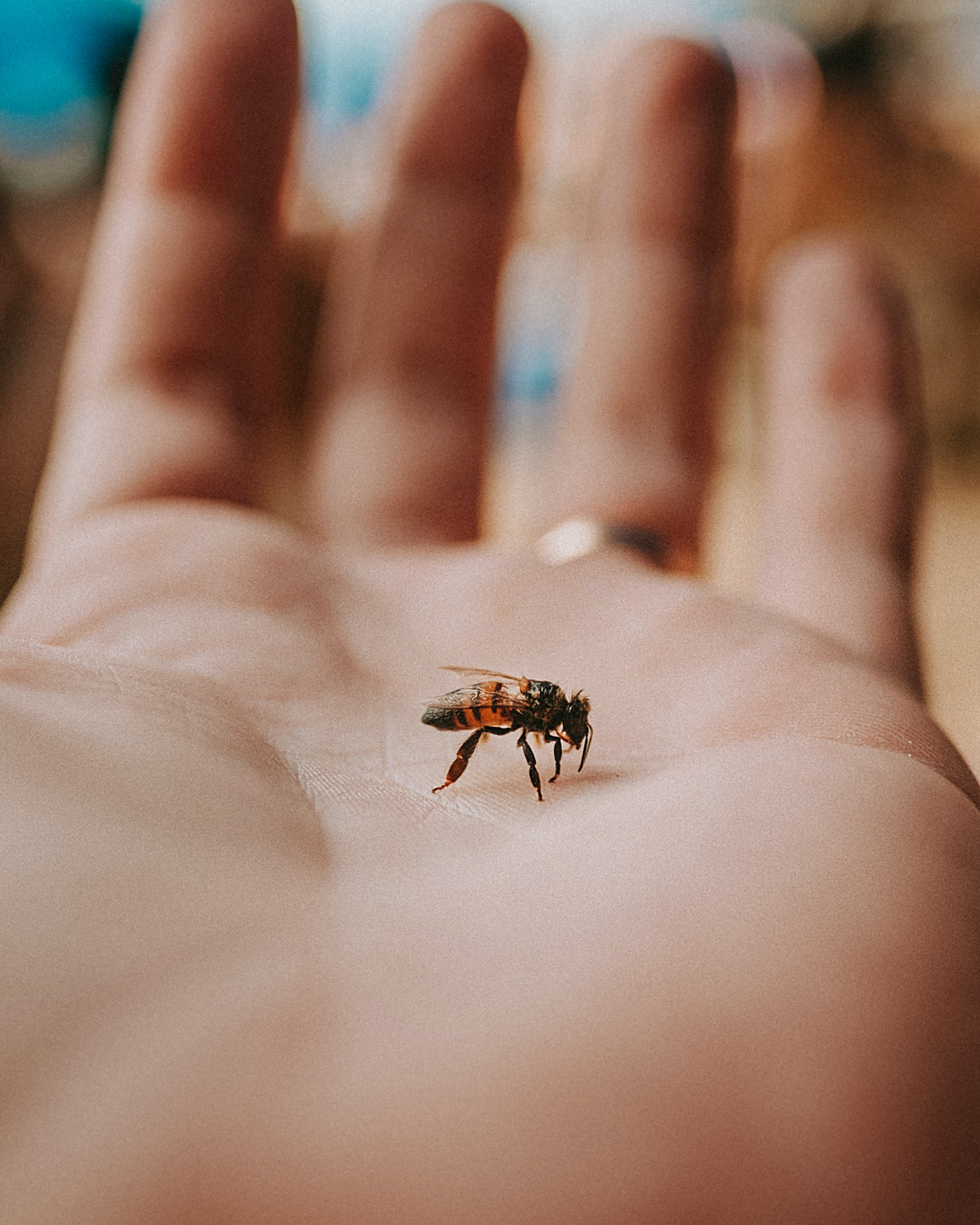 Informationen zu Bienenstichen