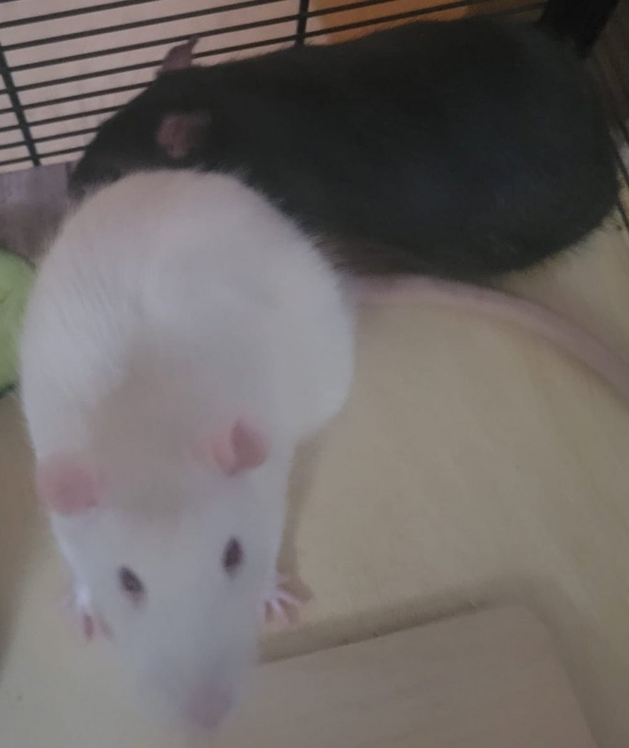 Foto von Jerry und Berry; Hund