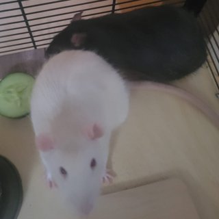 Foto von Jerry und Berry; Ratte