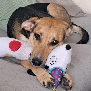 Foto von Milou; Hund