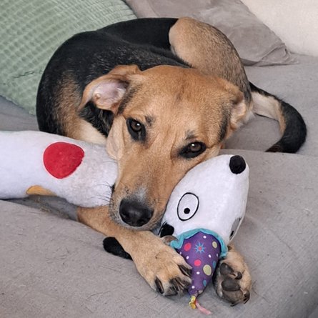 Foto von Milou; Hund