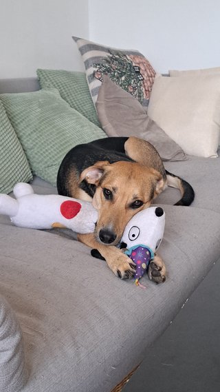 Portrait von Mischlingshündin Milou