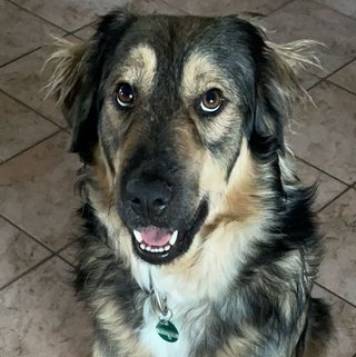 Foto von Kenzo; Hund