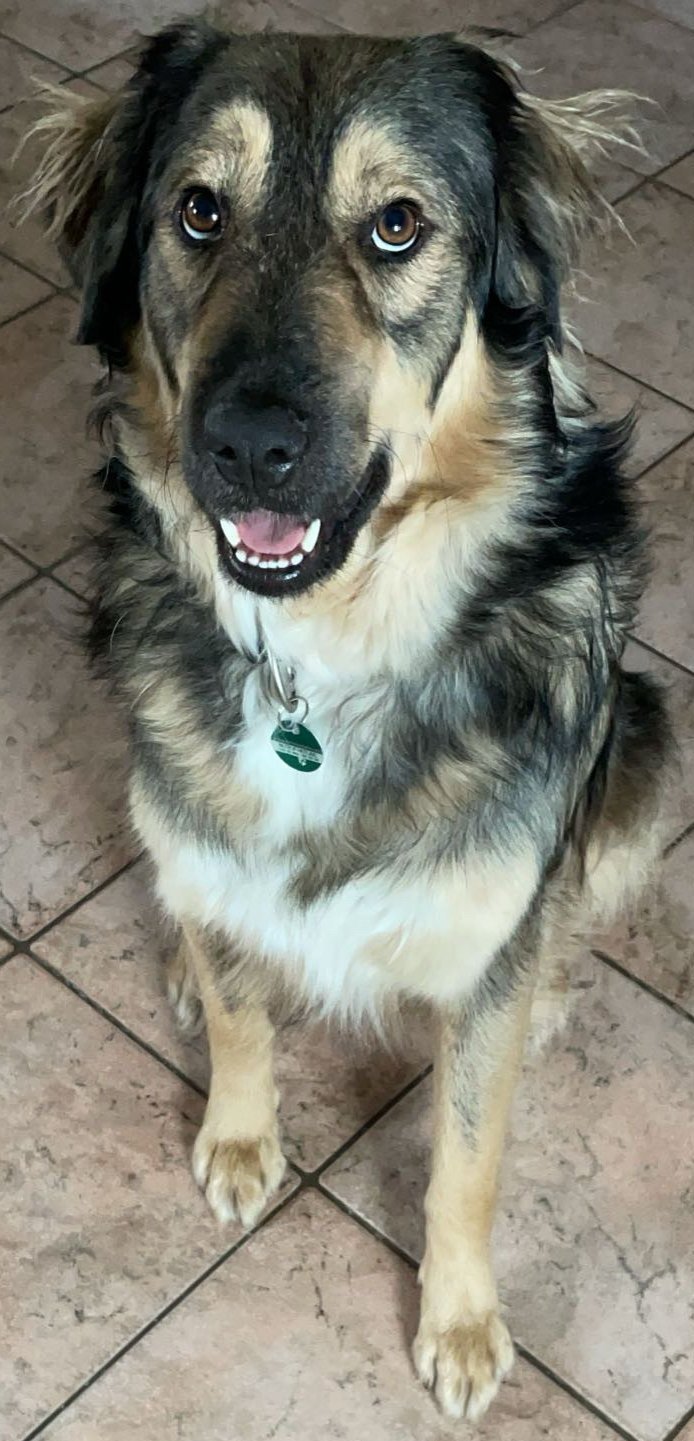 Foto von Kenzo; Hund