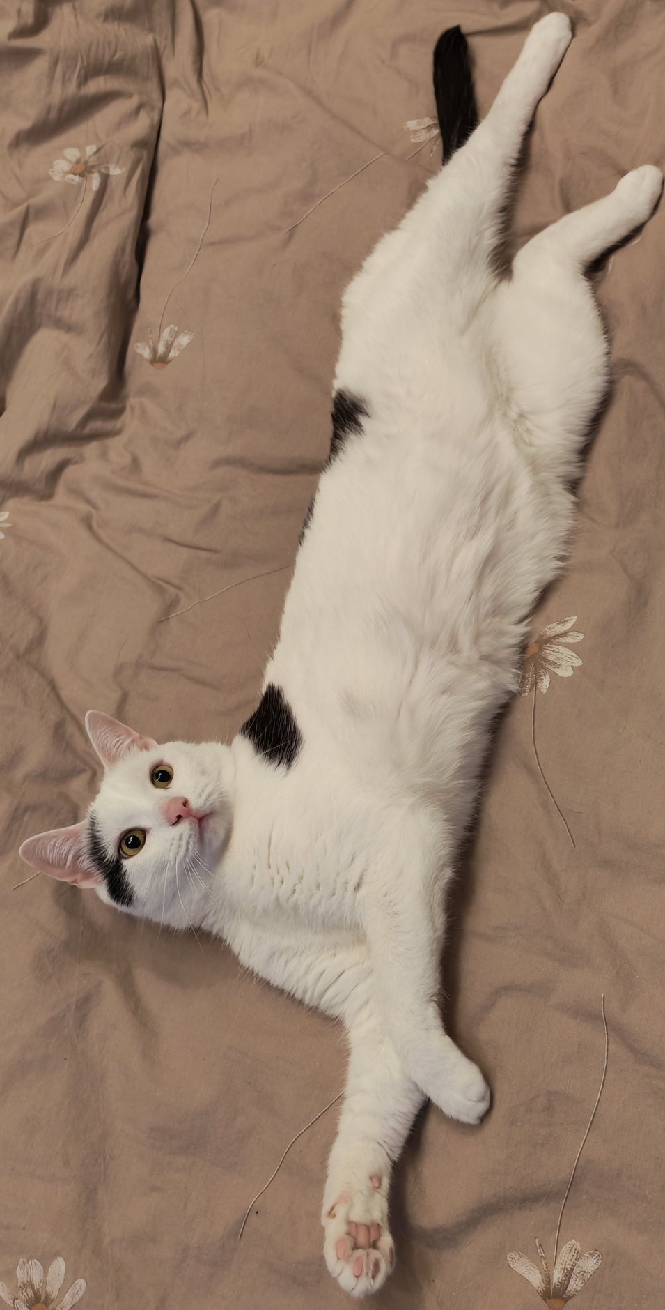 Foto von Mino; Katze