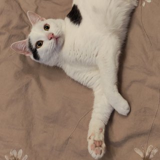 Foto von Mino; Katze
