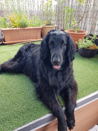 Portraitfoto von Nala