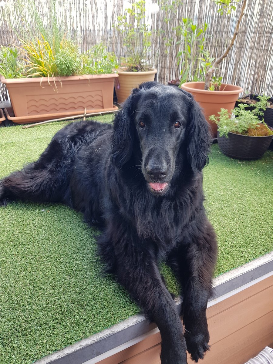 Portraitfoto von Nala