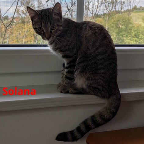 Foto von Solana; Katze