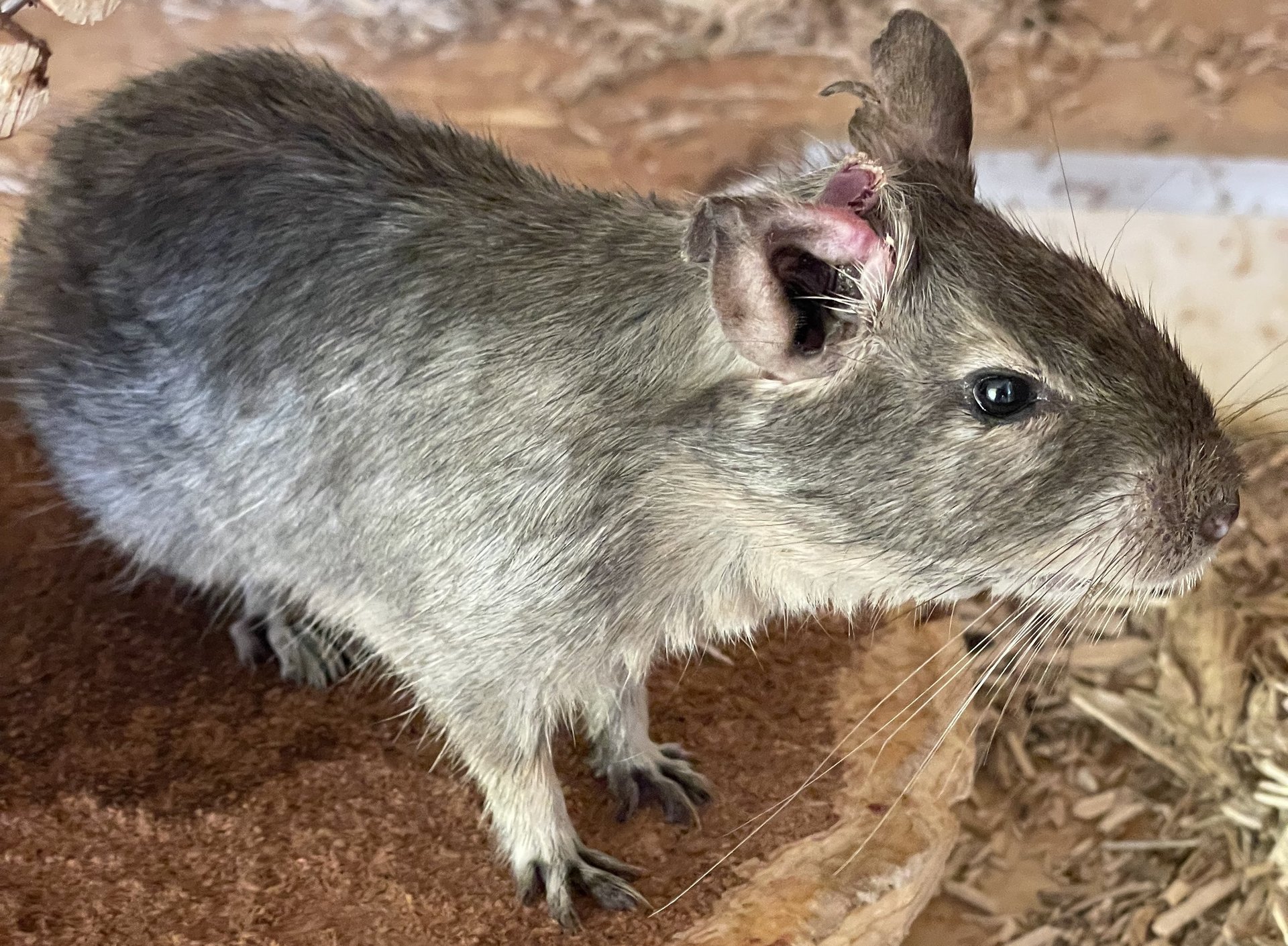 Foto von Sunny; Degu