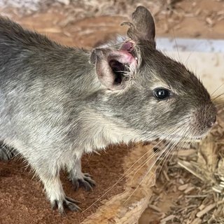 Foto von Sunny; Degu