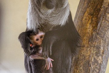 Tiergarten Bartaffen