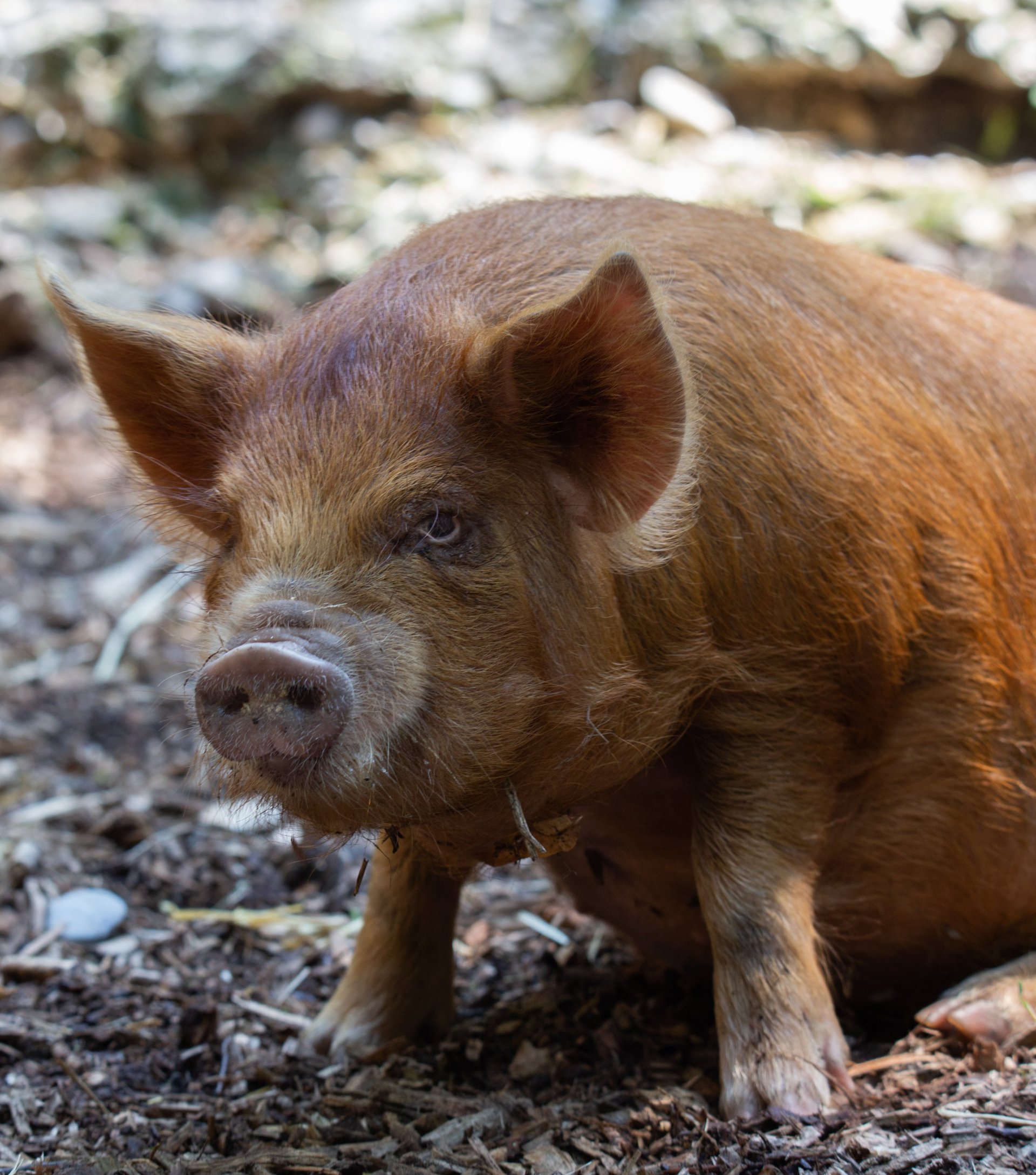 Kune Schwein im Tiergarten Wels