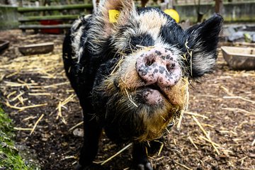 Tiergarten Kune Kune Schweine