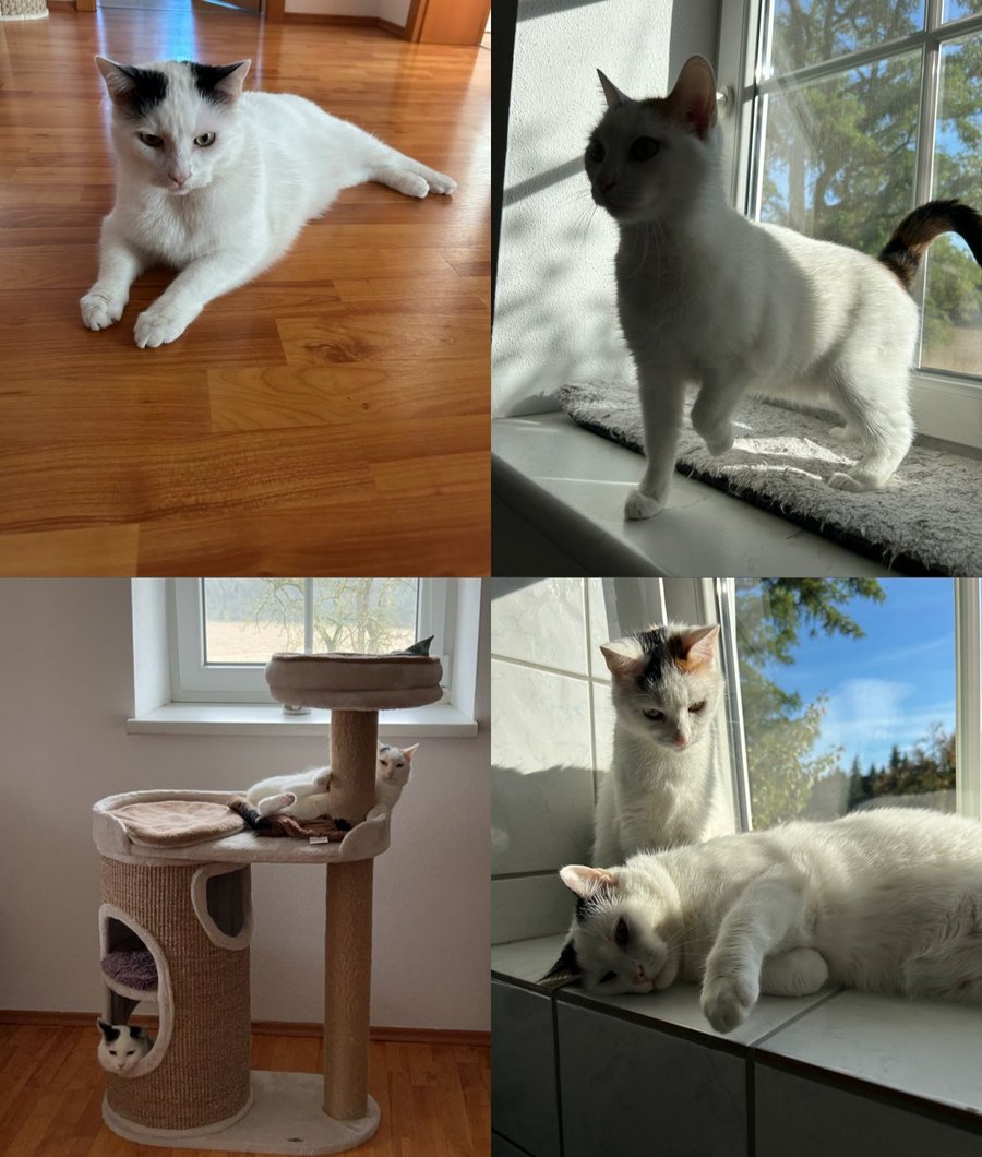 Foto von Mango und Minty; Katze
