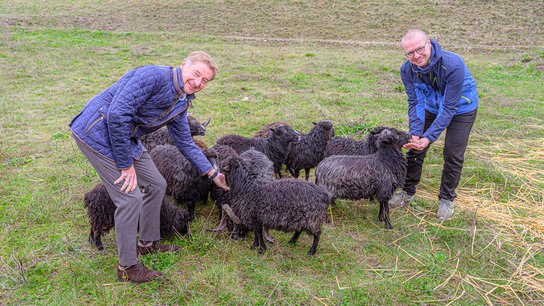Mäh Schafe ASFINAG Gelände