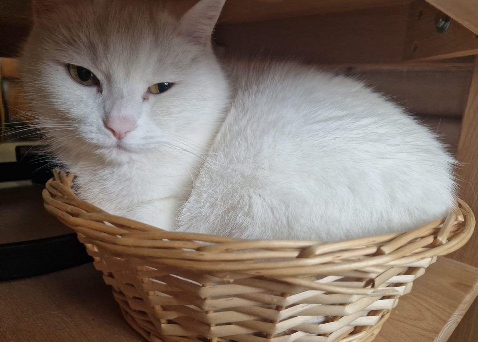 Foto von Jerry; Katze