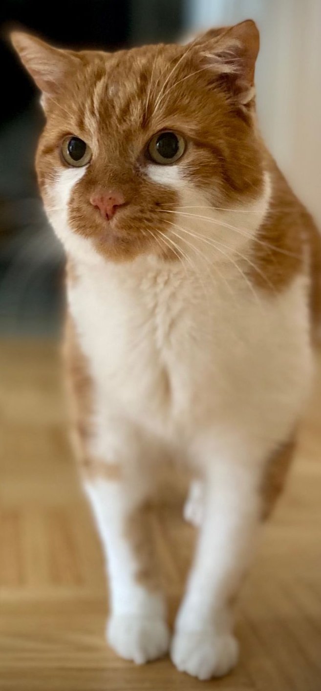 Foto von Limbo; Katze