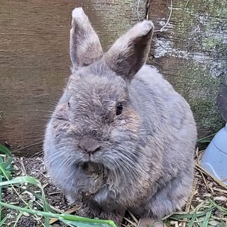 Foto von Steve; Kaninchen