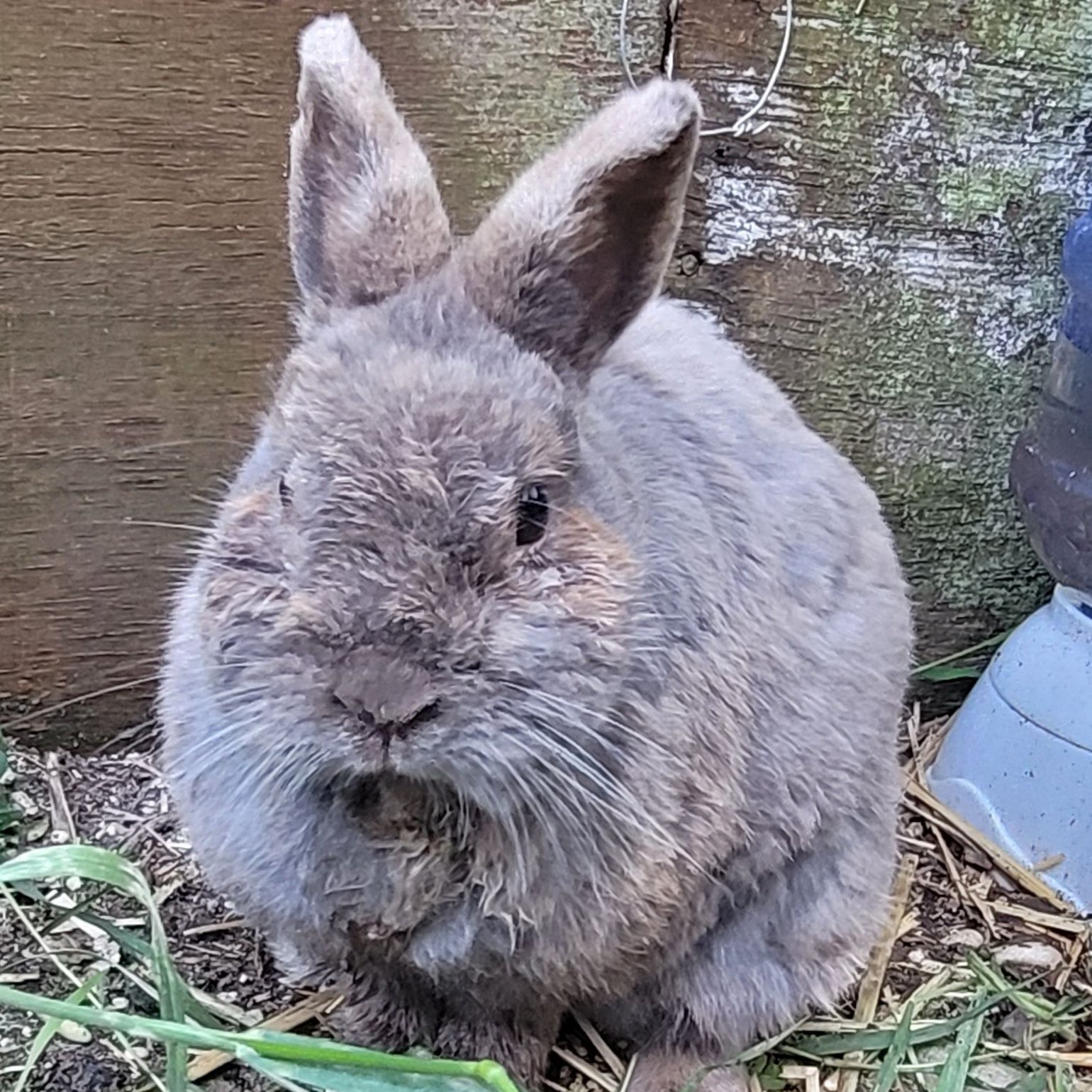 Foto von Steve; Kaninchen