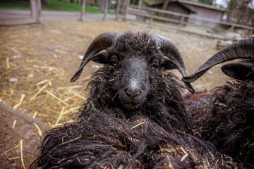 Tiergarten Ouessant Schafe