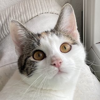Foto von Kiwi; Katze