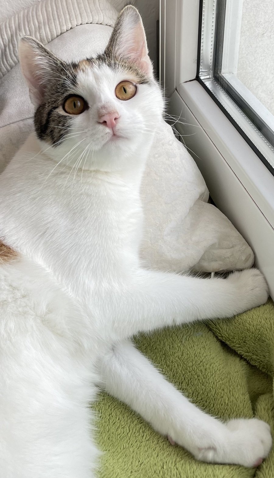 Foto von Kiwi; Katze