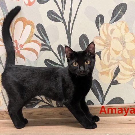 Foto von Amaya; Katze