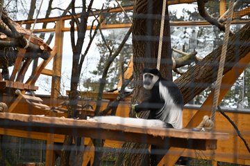 PK Tiergarten Guereza Eröffnung